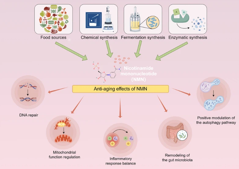 NMN For DNA Repair NMN For DNA Repair