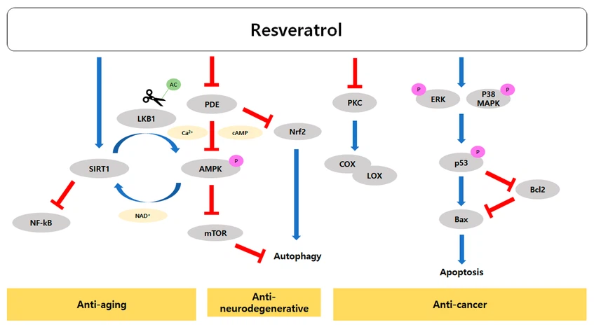Resveratrol For Anti-Aging Resveratrol For Anti-Aging