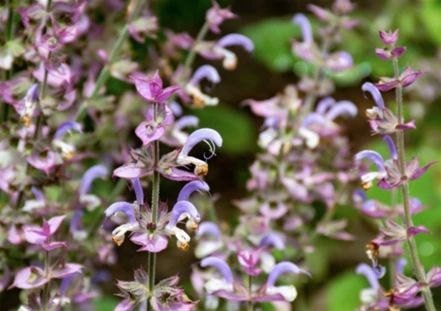 Clary Sage Extract Plant Source Clary Sage Extract Plant Source
